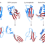  Amyloidogenic Protein Examples