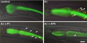 Celegans and Amyloid Experiments