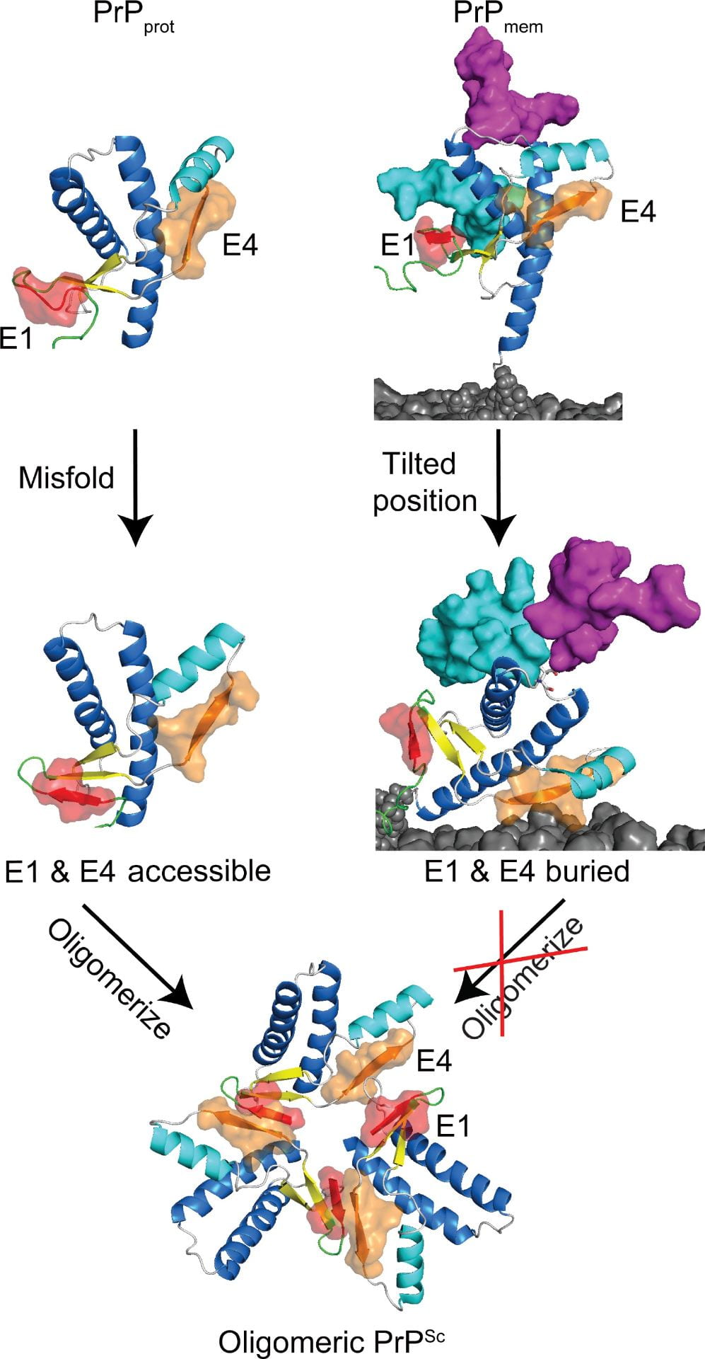  Schematic of prion protein (PrP) conversion