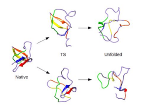 Protien Unfolding Pathways