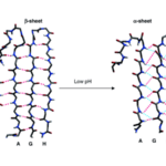  The DAGH β-sheet from the transthyretin crystal structure and after MD at low pH. 