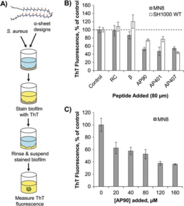 Screening of designed peptides for inhibition of amyloid formation in S. aureus biofilms.