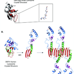 alpha strand and sheet in lysozyme