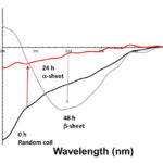 Circular Dichroism (CD) spectrum depicting the differences between α-sheet, β-sheet, and random coils.