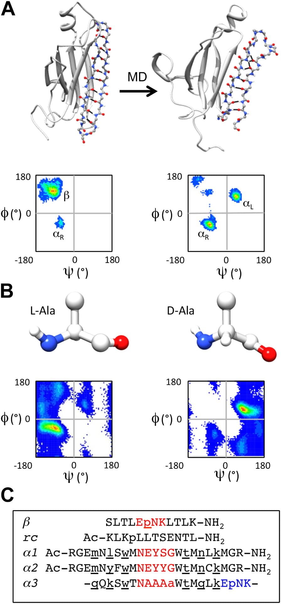  α-sheet conversion, conformational properties, and peptide designs.