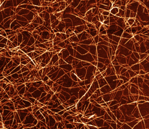 AFM image of synthetic PSMα1 amyloid fibrils