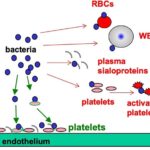 Image shows bacteria in the blood binding to platelets, plasma proteins, white blood cells, or red blood cells, as well as platelets or proteins immobilized on the vessel endothelium.