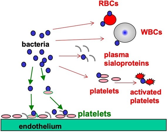 Image shows bacteria in the blood binding to platelets, plasma proteins, white blood cells, or red blood cells, as well as platelets or proteins immobilized on the vessel endothelium.