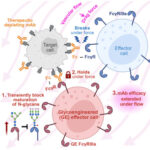 Diagram illustrating interaction between therapeutic depleting monoclonal antibodies (mAb), target cells, and effector cells under vascular flow and drag force conditions. It compares normal effector cells, which break Fc-FcγR bonds under force, with glycoengineered effector cells that hold bonds under force, resulting in transiently blocked N-glycan maturation and extended mAb efficacy under flow, highlighted by labeled components and directional arrows.