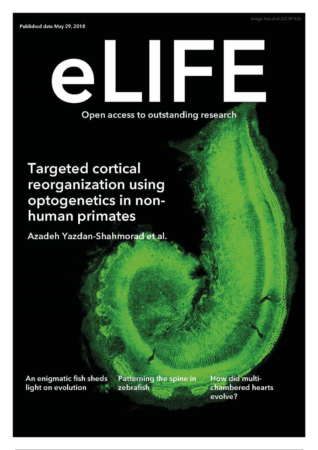 eLife cover